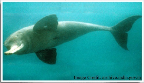 भारत का राष्ट्रीय जलचर - गंगा की डॉलफिन