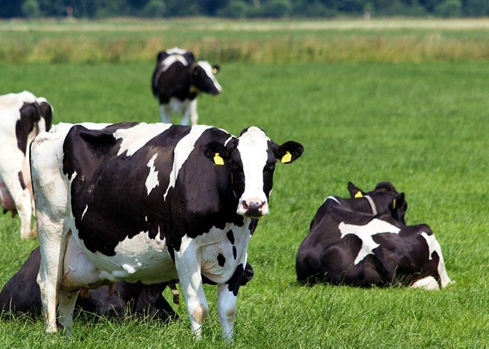 Реферат: Cloning Of Cows Essay Research Paper Cow