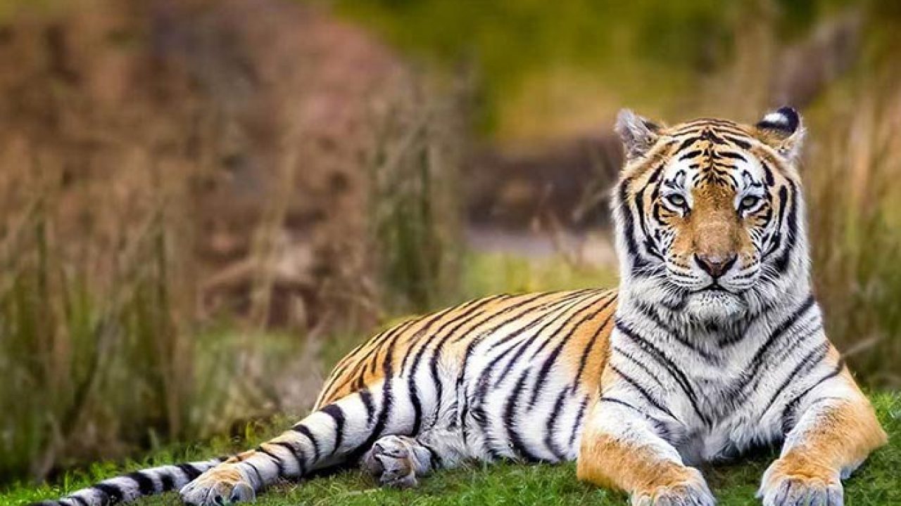 बाघ पर निबंध – Tiger Essay in Hindi Language - Bagh par Nibandh