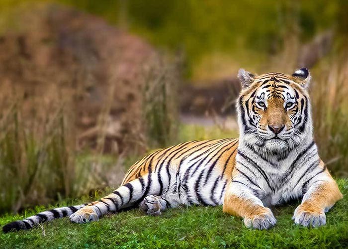 essay on national animal tiger in hindi