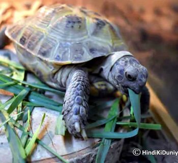 Benefits of Keeping Live Tortoise at Home