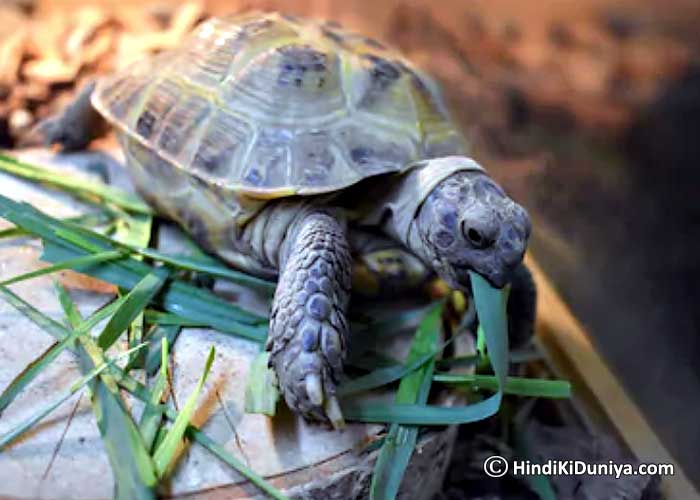 Benefits of Keeping Live Tortoise at Home