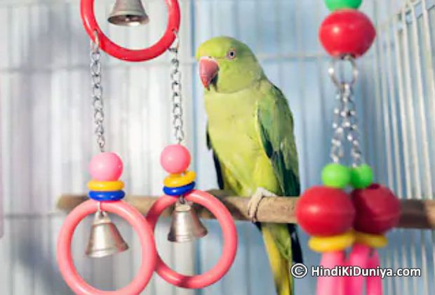 Keeping Parrot at Home Bring Good Luck