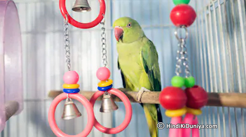 Keeping Parrot at Home Bring Good Luck