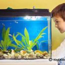 Topmost Reasons to Put a Fish Aquarium at Home