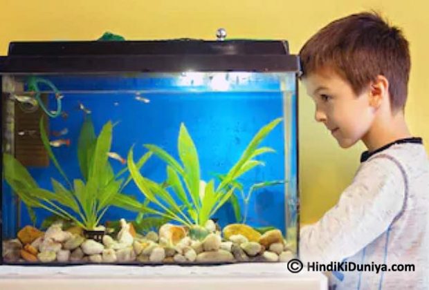 Topmost Reasons to Put a Fish Aquarium at Home
