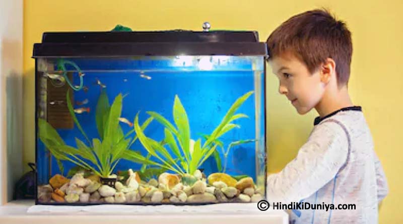 Topmost Reasons to Put a Fish Aquarium at Home